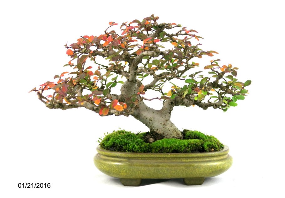 Сильверберри дерево