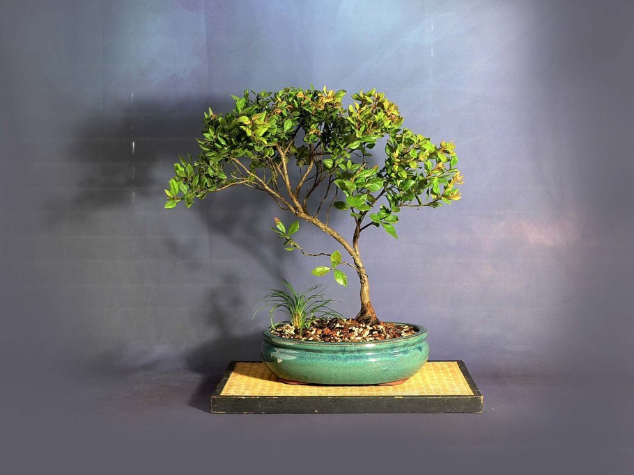 Бонсай из инжира