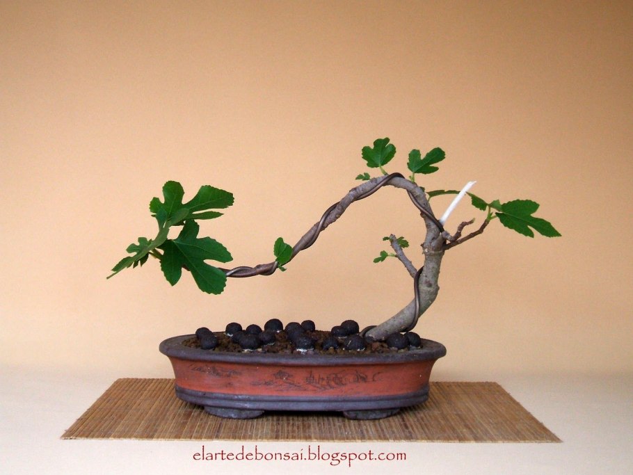 Фикус Карика, инжир (20)