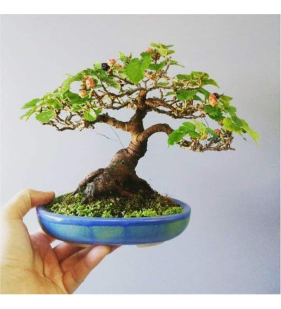 Стили бонсай и схемы стилей