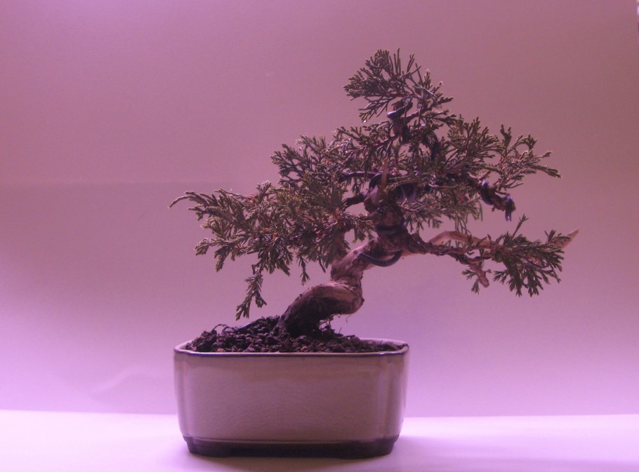 Фикус Карика ростки