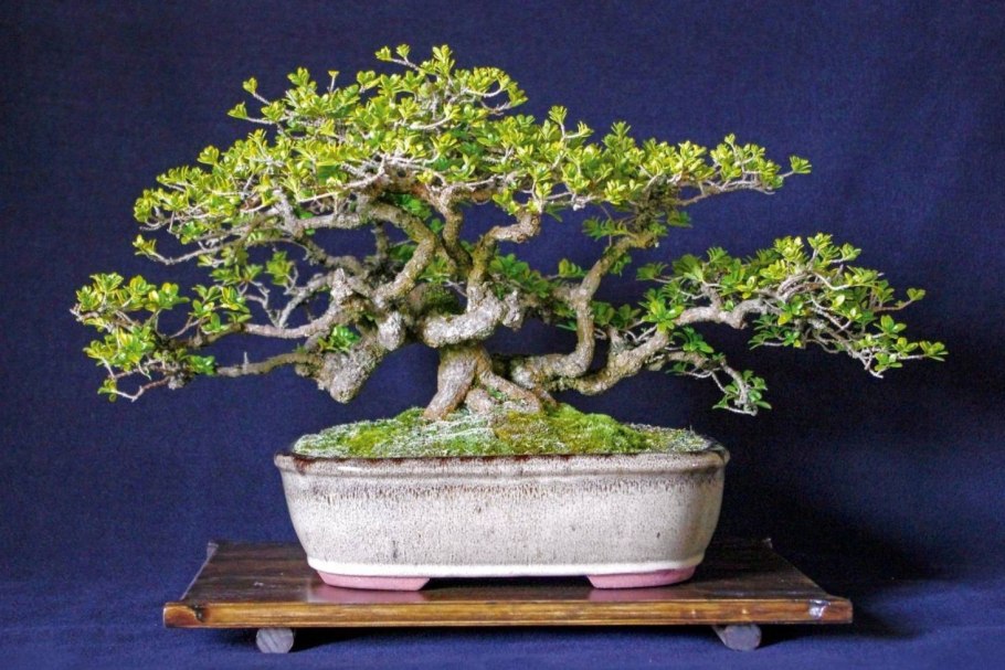 Бонсай чайное дерево