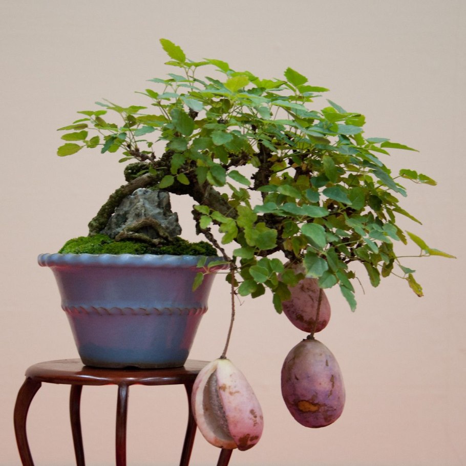 Фото Chinese Ficus benjamina