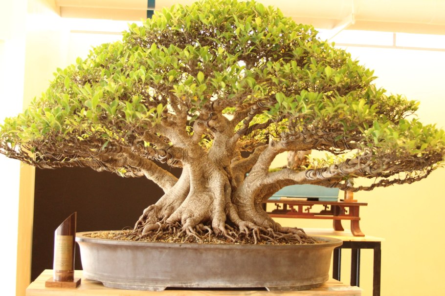 Бонсай орешник