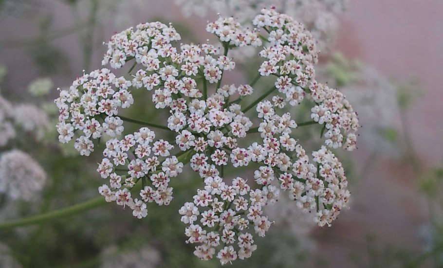 Айован (ажгон)