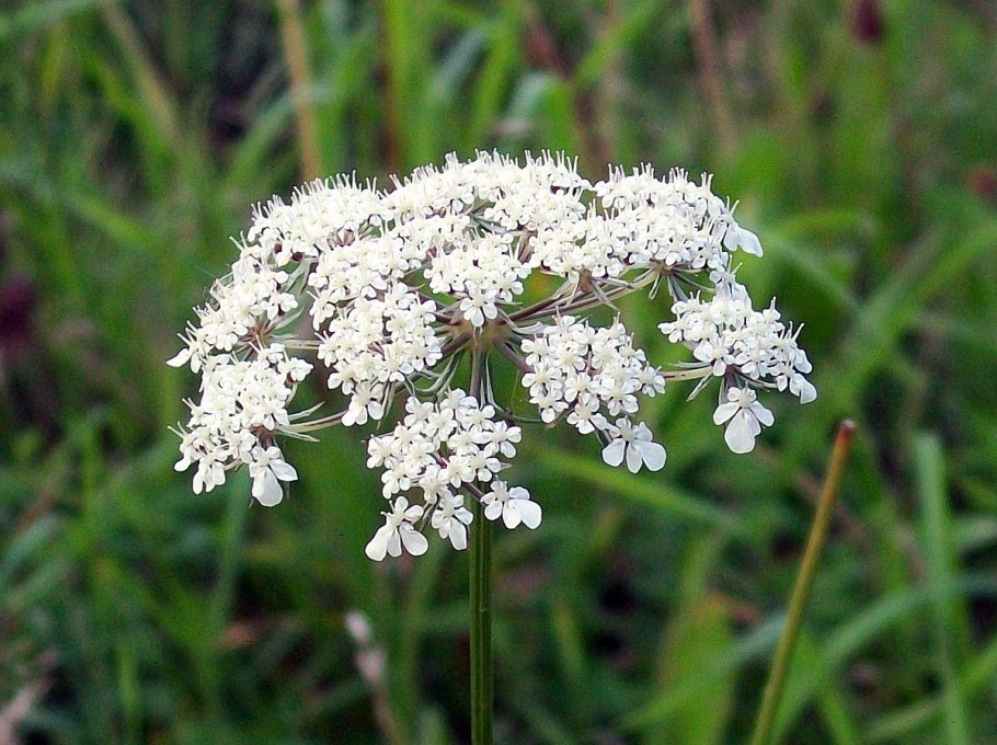 Кокорыш собачья петрушка