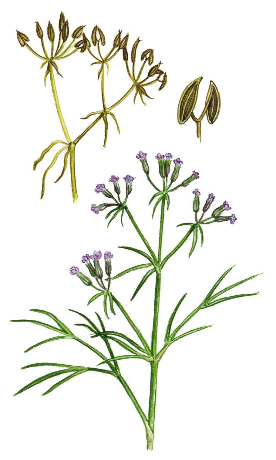 Нарисовать травянистое растение