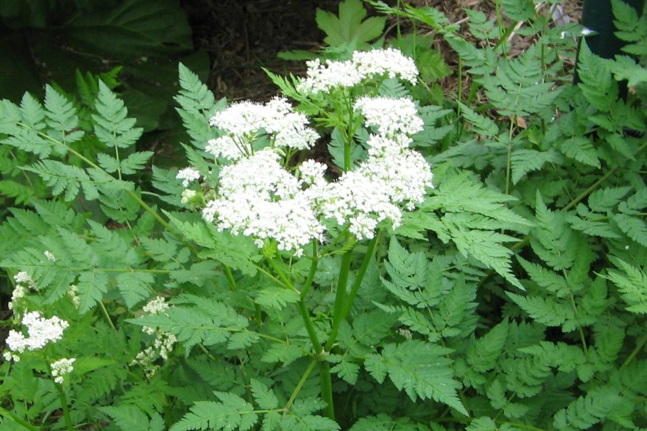 Ажгон душистый что это такое?