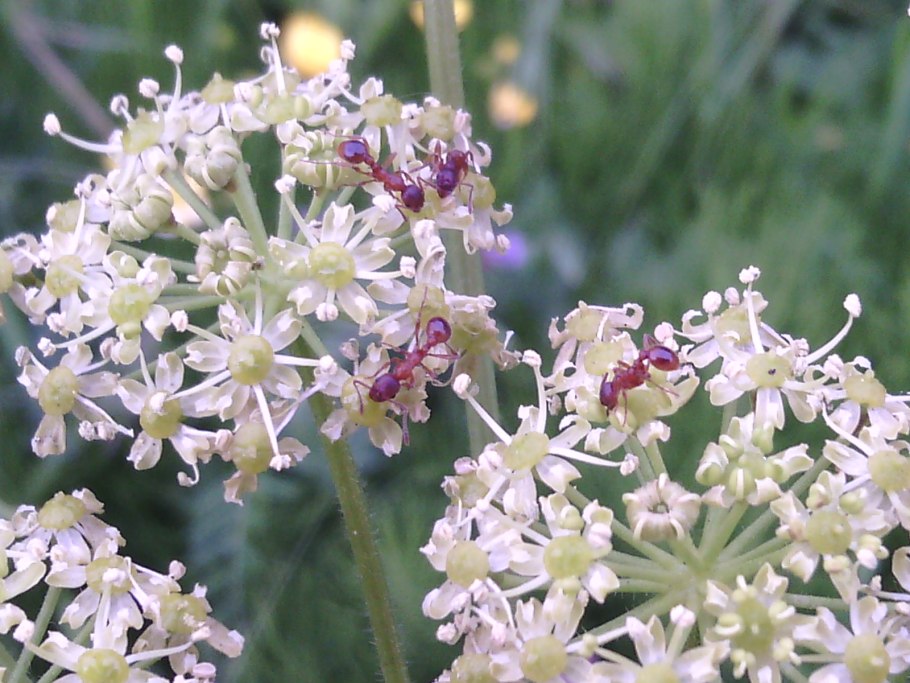 Зонтичные ажгон