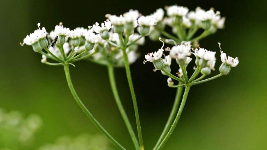 Анис (бедренец анисовый)