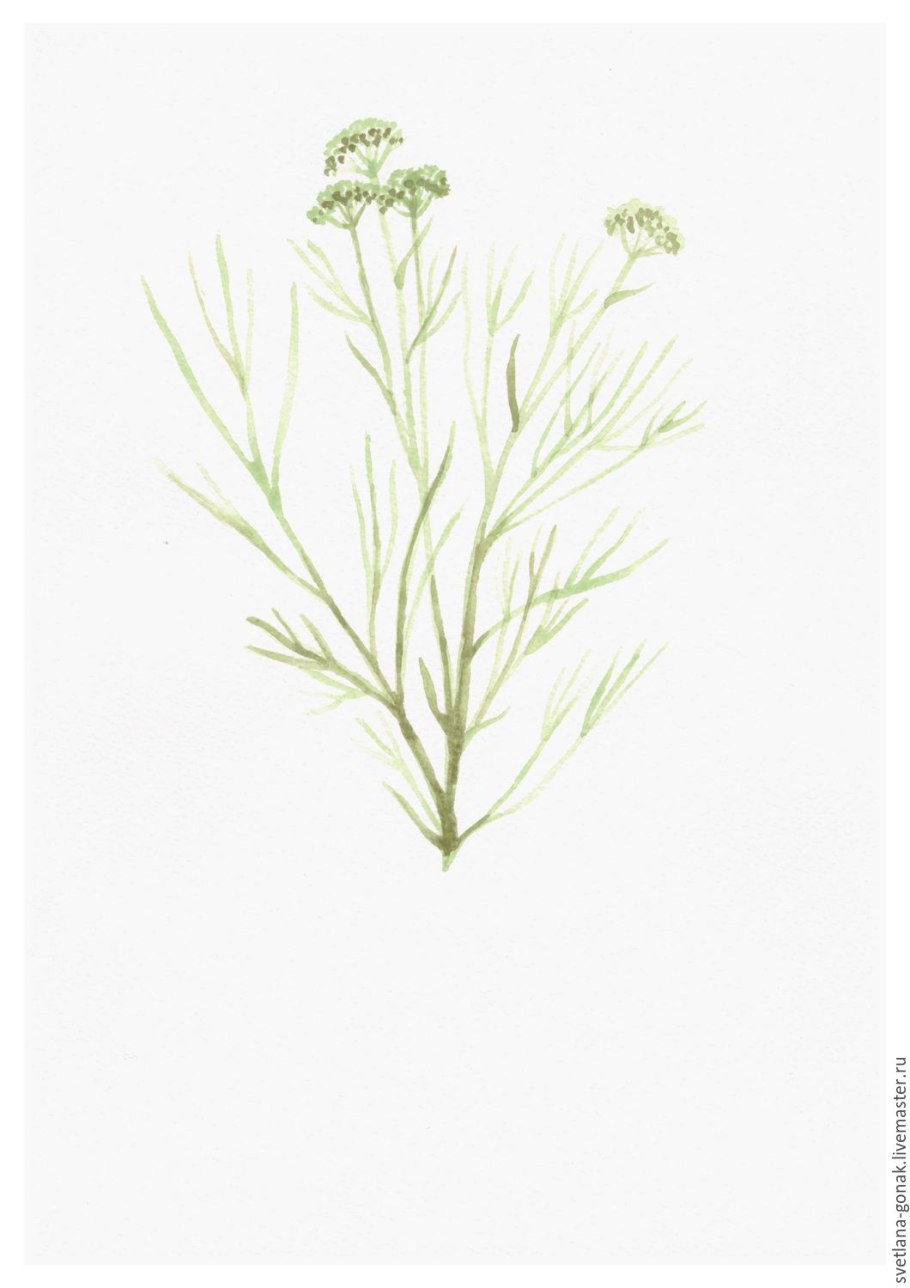 Trachyspermum roxburghianum