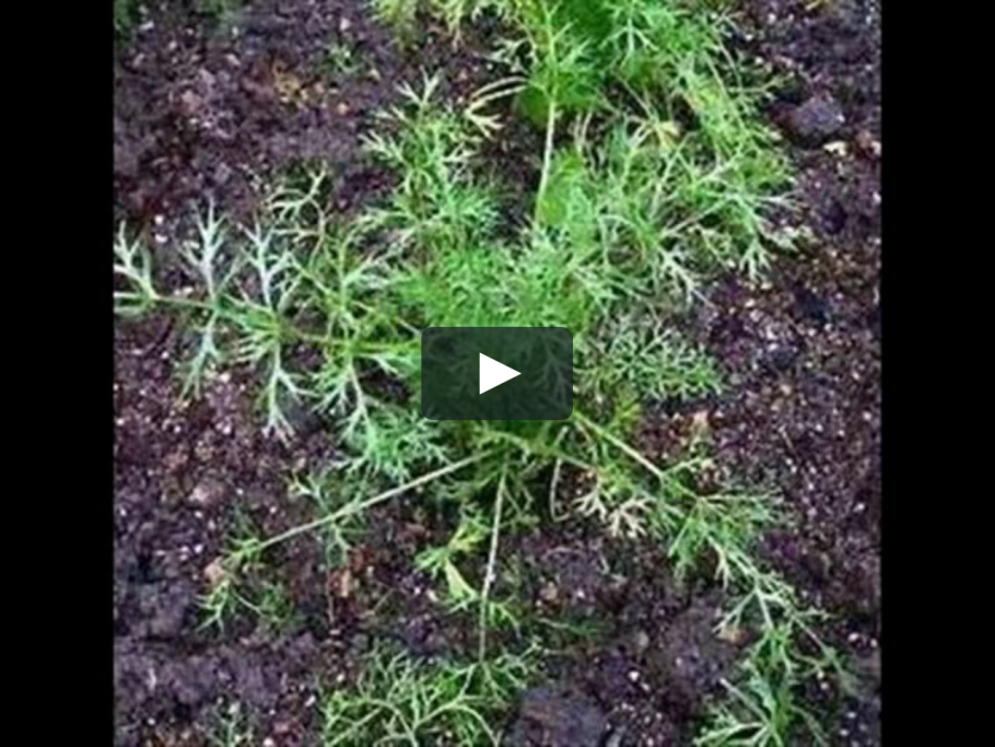 Душистый тмин шесть букв