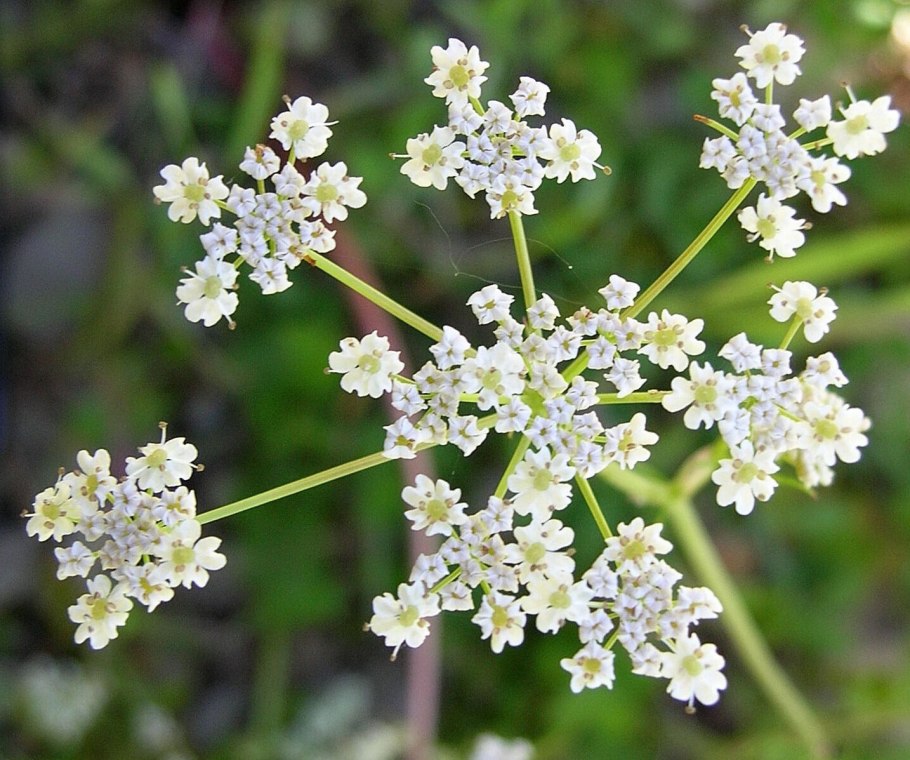 Тмин (Carum Carvi)