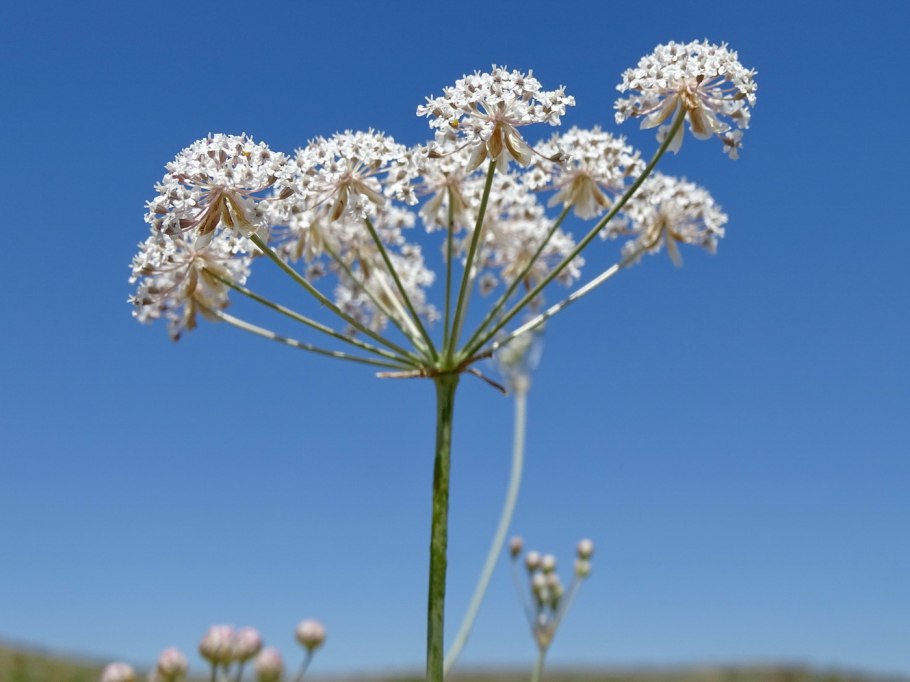 Горичник полевой