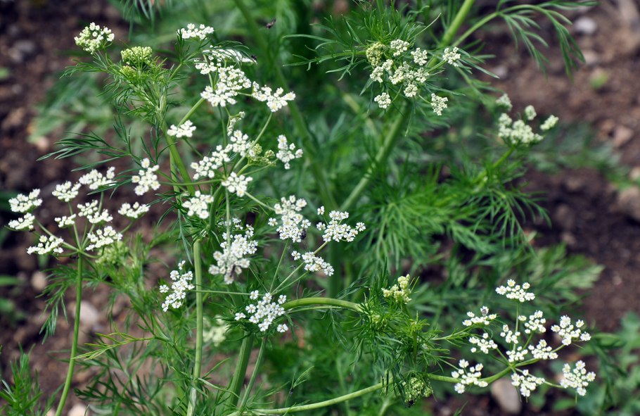 Купырь анисовый
