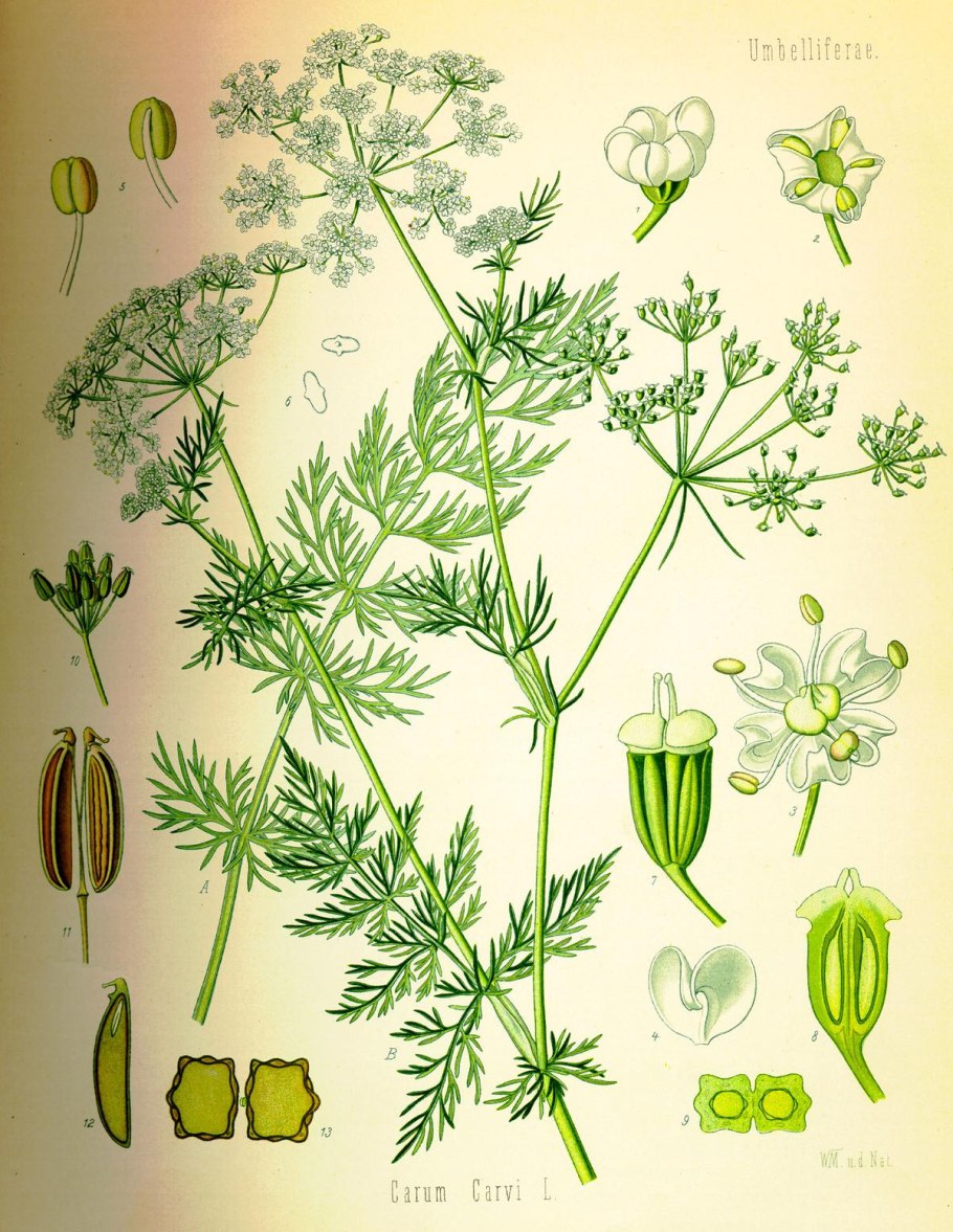 Тмин обыкновенный Фармакогнозия