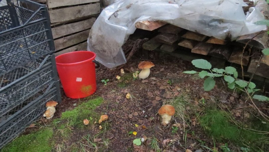 Грибы на приусадебном участке