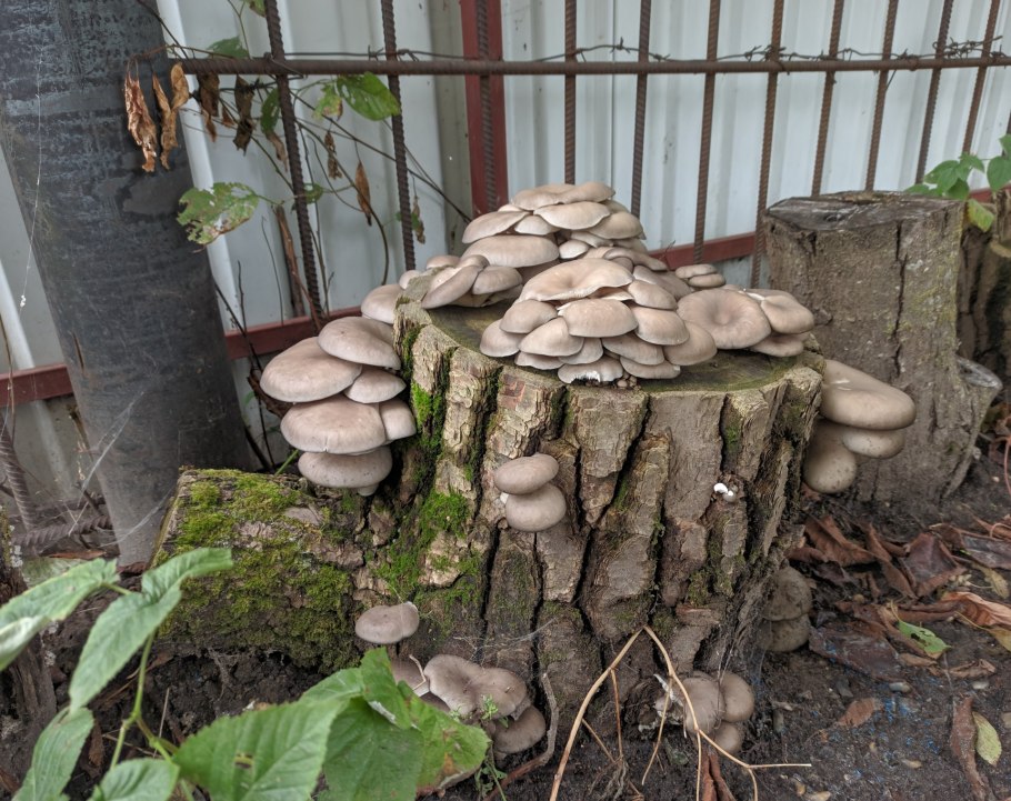 Вешенка на пнях в огороде