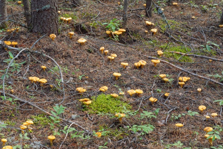 Лисички в теплице