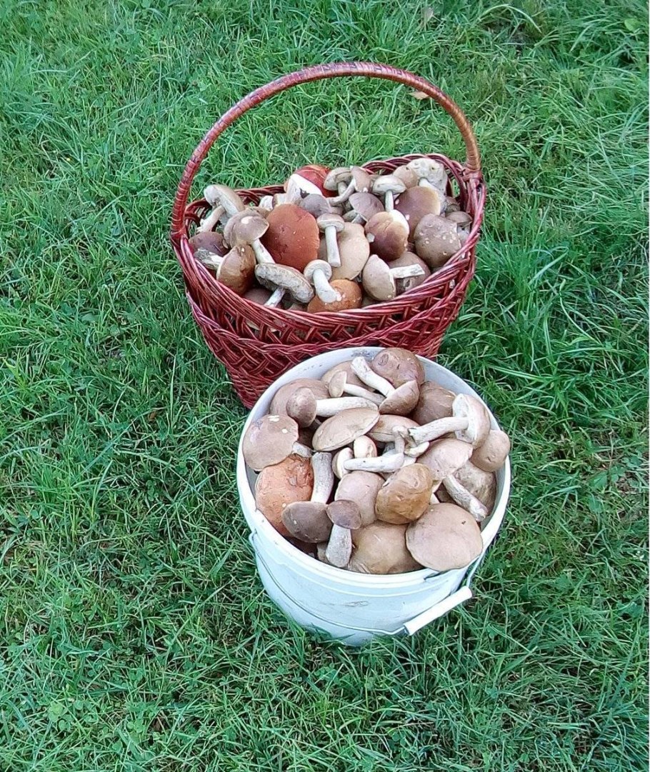 Грибы на приусадебном участке