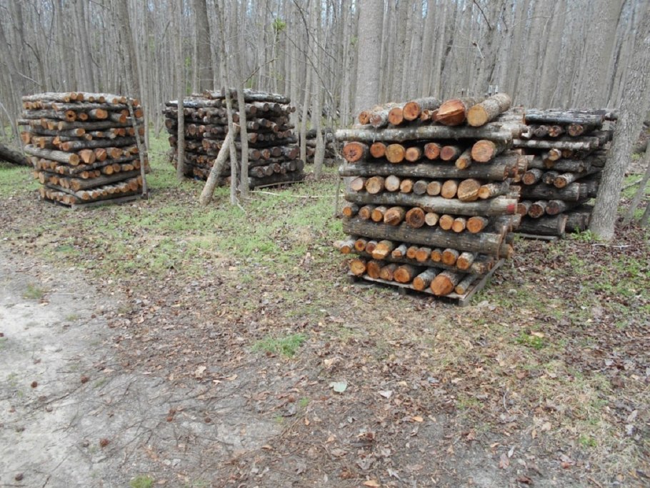 Шиитаке на пнях