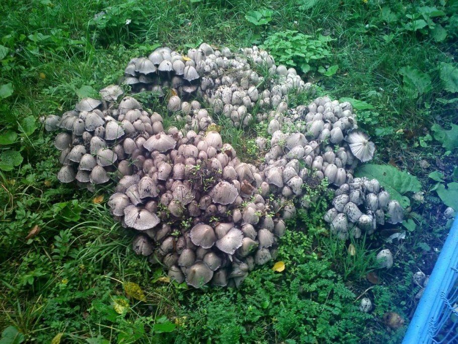 Грибы растущие на газонах