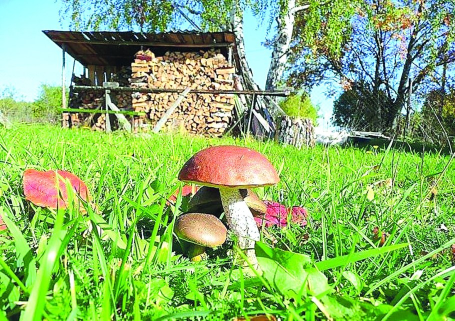 Белые грибы на дачном участке