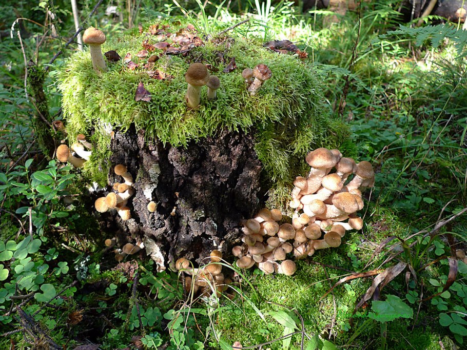 Опята Лесные пеньковые