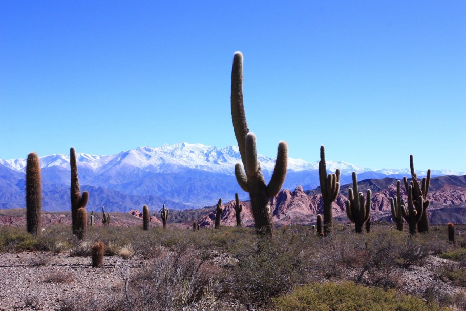 Кактусовая Долина в Мексике