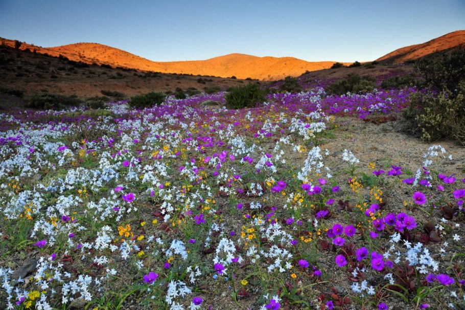 Цветущая пустыня. Пустыня Атакама, Чили