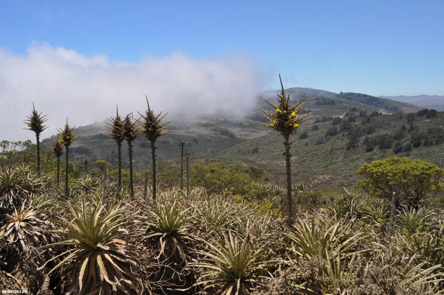 Чилийская Пуйя цветок