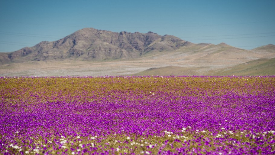 Цветы пустыни Атакама