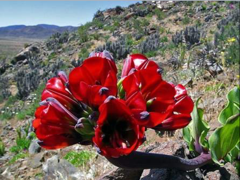 Флора пустыни Атакама