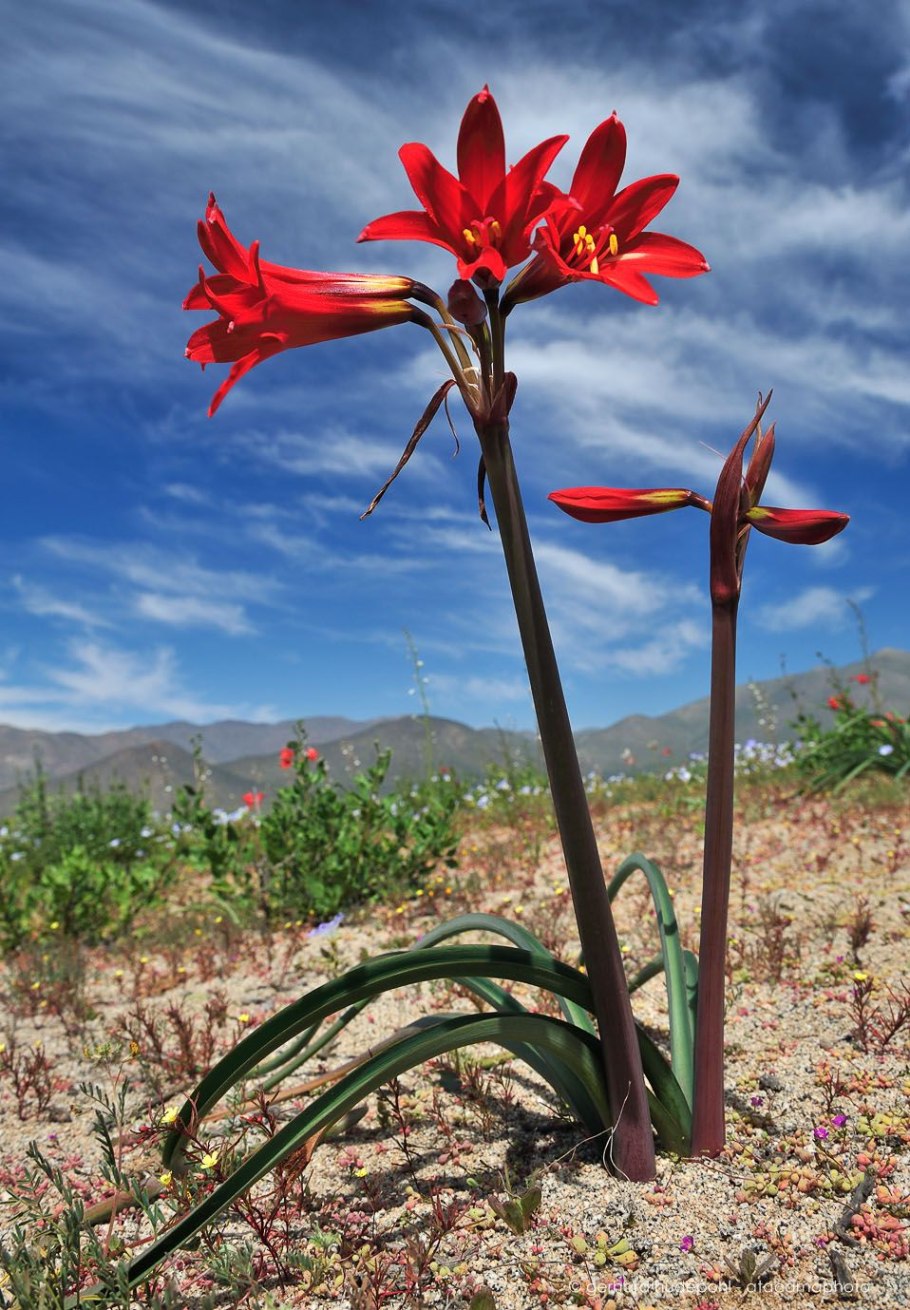 Цветение пустыни Атакама