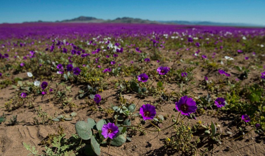 Флора пустыни Атакама