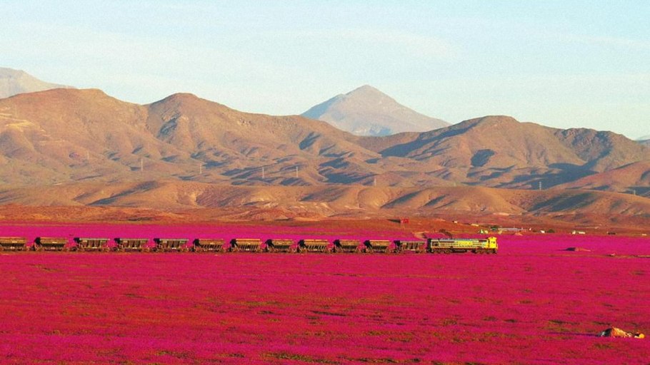 Цветущая пустыня Атакама