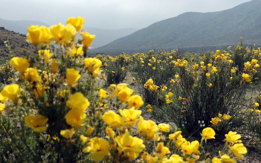 Пустынная Лилия емминокалиес