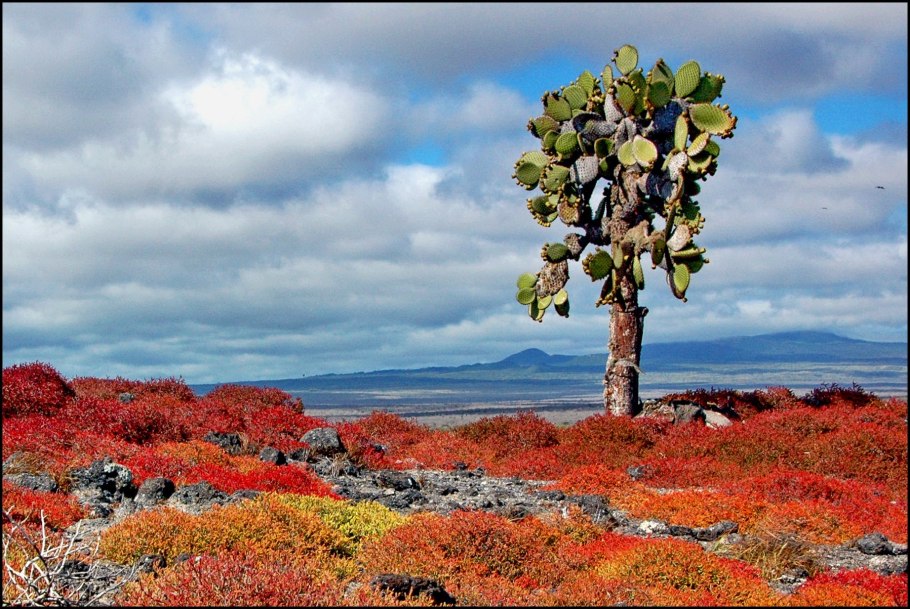 Эквадор Флора и фауна