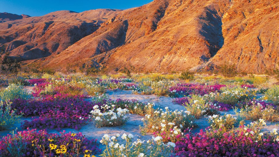 Цветущая пустыня Анза Боррего