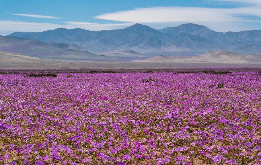 Цветущая пустыня Атакама