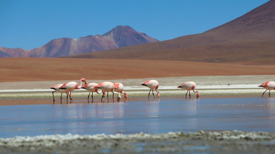 Фауна пустыни Атакама