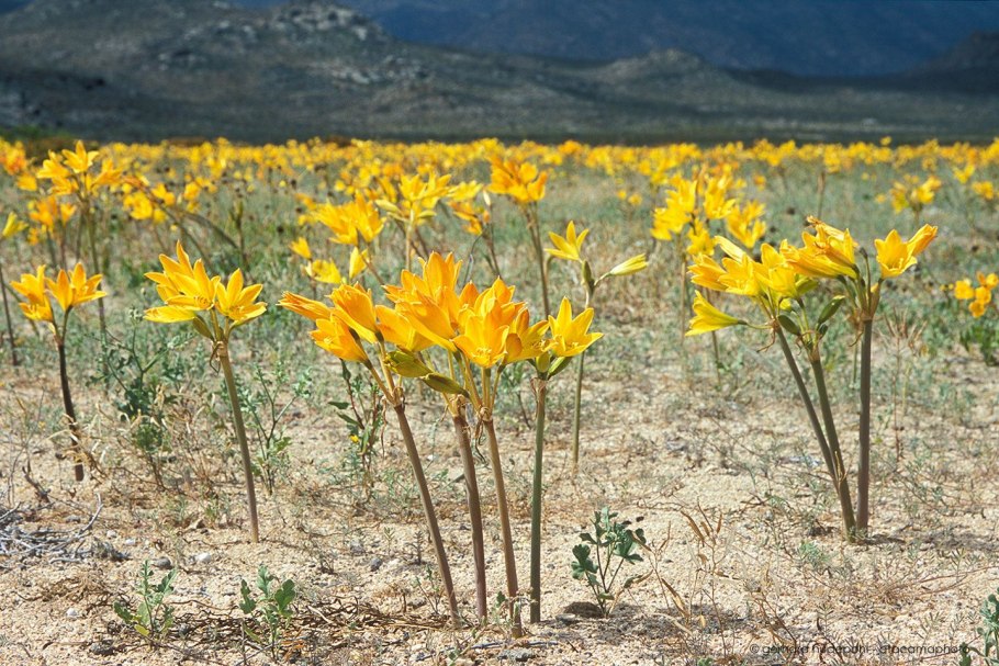 Atacama Desert Blooming