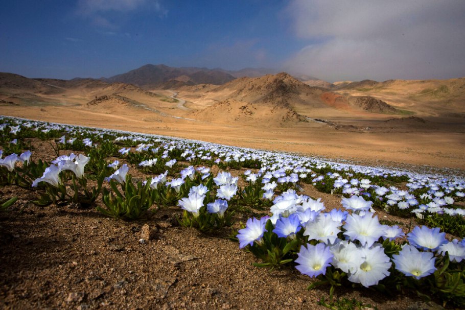 Растения эфемеры пустыни Атакамы