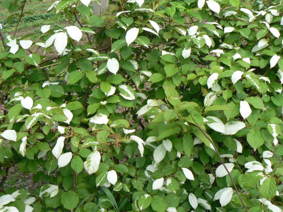 Актинидия коломикта куст