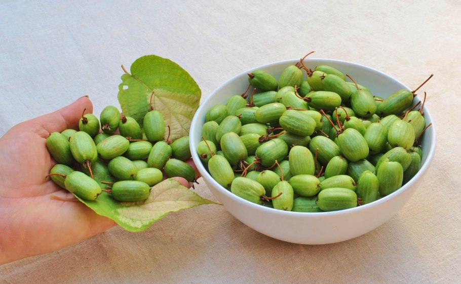 Actinidia kolomikta (актинидия)