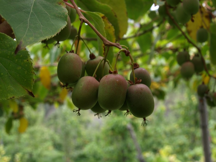 Китайская актинидия