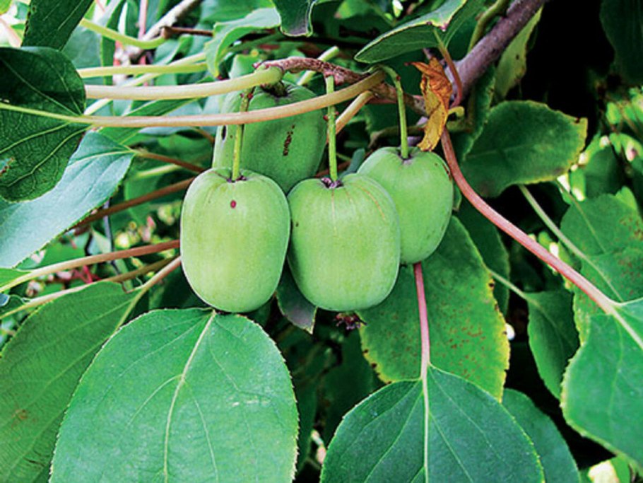 Актинидия Росток