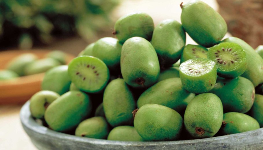 Аргута иссаи