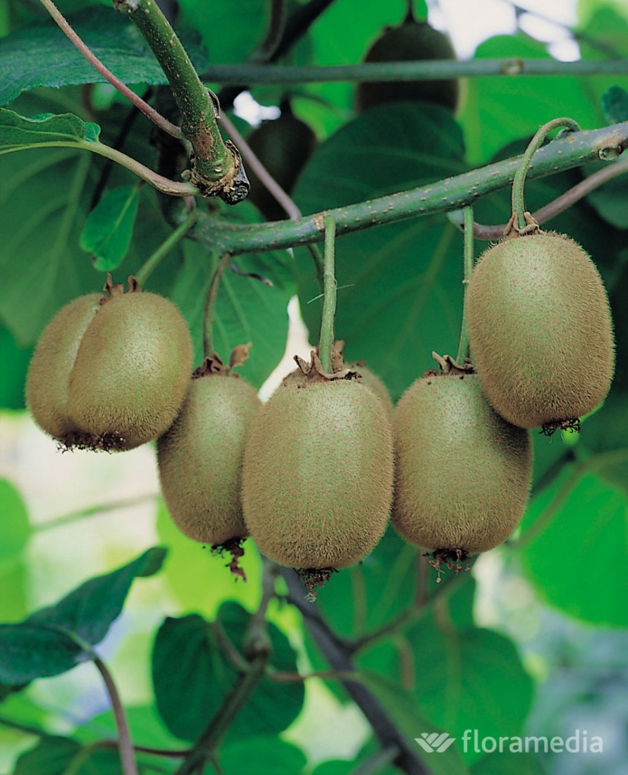 Дальневосточный кишмиш актинидия