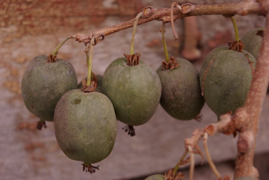 Актинидия коломикта Университетская